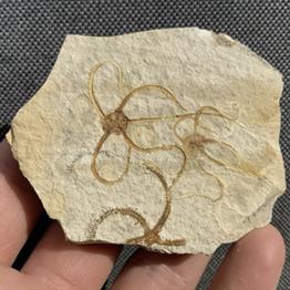 Fossil Brittlestar (Starfish) Multi, Germany, Upper Jurassic, Sinosura Sp Fossil4sale Stone Treasures