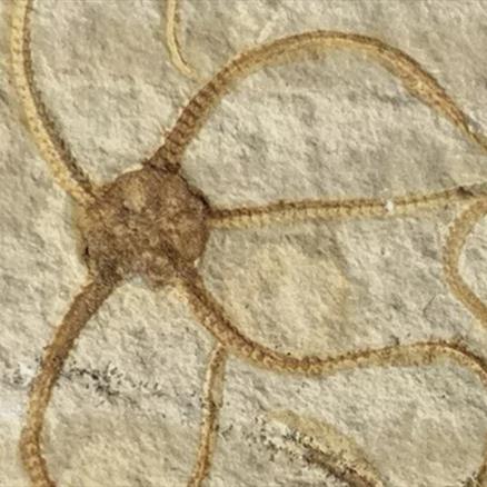 Fossil Brittlestar (Starfish) Multi, Germany, Upper Jurassic, Sinosura Sp Fossil4sale Stone Treasures