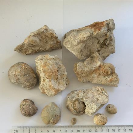 Fossil Collection Greensand Bed Monmouth Bay Lyme Regis Fossils4sale Stone Treasures