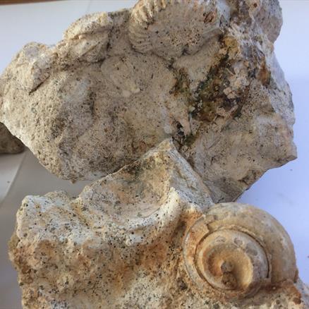 Fossil Collection Greensand Bed Monmouth Bay Lyme Regis Fossils4sale Stone Treasures