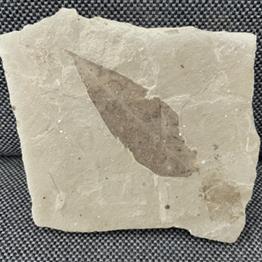 Fossil Plant Leaf (Unidentified Species), Eocene, Douglass Pass, Colorado, USA Fossils4sale Stone Treasures