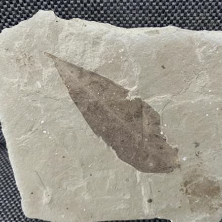 Fossil Plant Leaf (Unidentified Species), Eocene, Douglass Pass, Colorado, USA Fossils4sale Stone Treasures