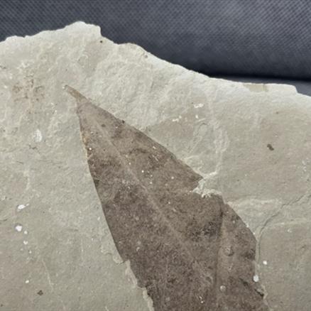 Fossil Plant Leaf (Unidentified Species), Eocene, Douglass Pass, Colorado, USA Fossils4sale Stone Treasures