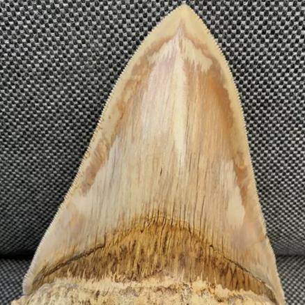 Otodus Megalodon Shark Tooth Fossil Dinosaur Stunning Preservation 5 Inches Rare