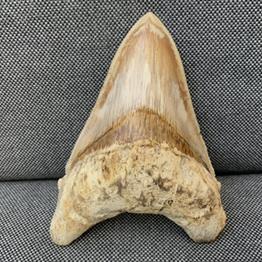 Otodus Megalodon Shark Tooth Fossil Dinosaur Stunning Preservation 5 Inches Rare Fossils4sale Stone Treasures