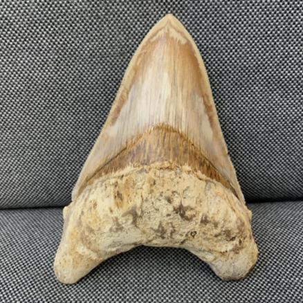 Otodus Megalodon Shark Tooth Fossil Dinosaur Stunning Preservation 5 Inches Rare Fossils4sale Stone Treasures