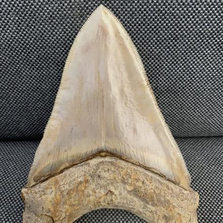 Otodus Megalodon Shark Tooth Fossil Dinosaur Stunning Preservation 5 Inches Rare