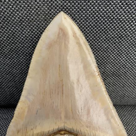 Otodus Megalodon Shark Tooth Fossil Dinosaur Stunning Preservation 5 Inches Rare