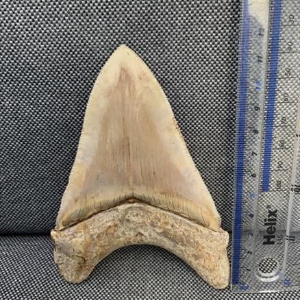 Otodus Megalodon Shark Tooth Fossil Dinosaur Stunning Preservation 5 Inches Rare