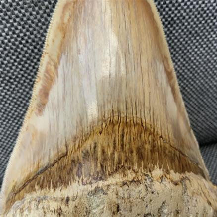 Otodus Megalodon Shark Tooth Fossil Dinosaur Stunning Preservation 5 Inches Rare