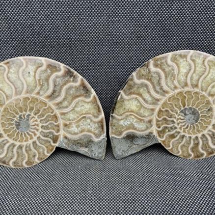 Polished Ammonite Pair Display Fossil, Cleoniceras sp, Creteceous, Madagascar Fossils4sale Stone Treasures