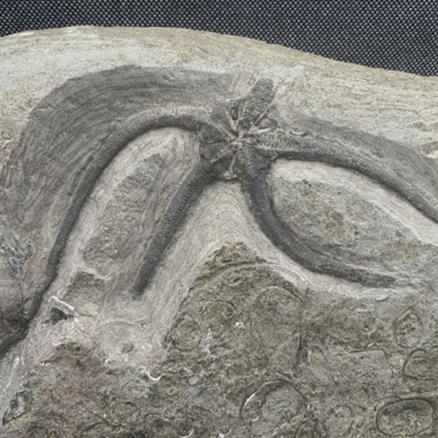 Starfish Palaeocoma milleri, Robin Hoods Bay, Yorkshire, England Jurassic Fossil4sale Stone Treasures