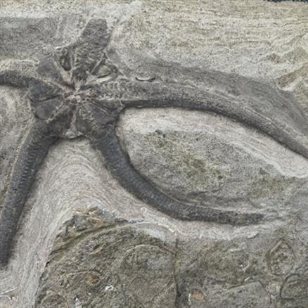 Starfish Palaeocoma milleri, Robin Hoods Bay, Yorkshire, England Jurassic Fossil4sale Stone Treasures