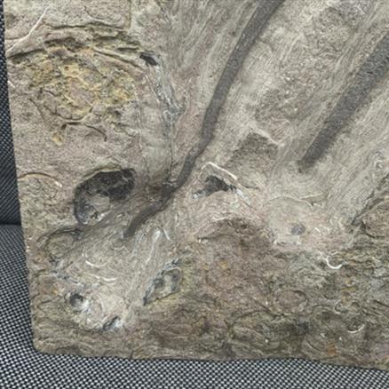 Starfish Palaeocoma milleri, Robin Hoods Bay, Yorkshire, England Jurassic Fossil4sale Stone Treasures