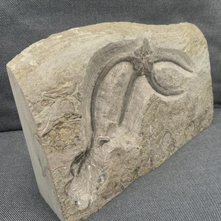 Starfish Palaeocoma milleri, Robin Hoods Bay, Yorkshire, England Jurassic Fossil4sale Stone Treasures