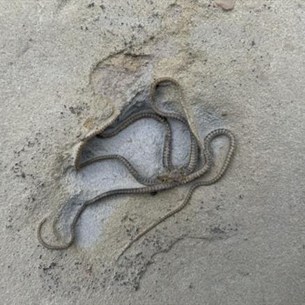 Brittlestar Palaeocoma egertoni Starfish Bed, Eype, Dorset. Jurassic  Fossils4sale Stone Treasures