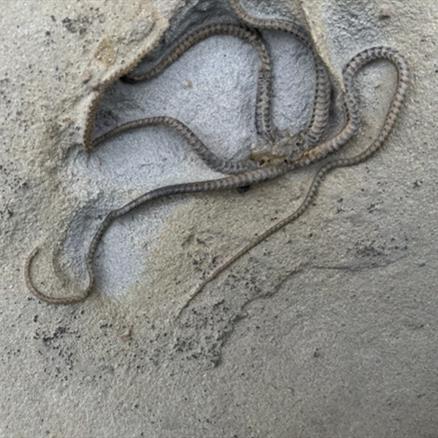 Brittlestar Palaeocoma egertoni Starfish Bed, Eype, Dorset. Jurassic Fossils4sale Stone Treasures