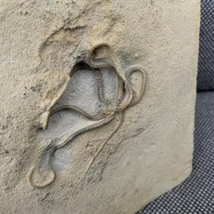 Brittlestar Palaeocoma egertoni Starfish Bed, Eype, Dorset. Jurassic Fossils4sale Stone Treasures