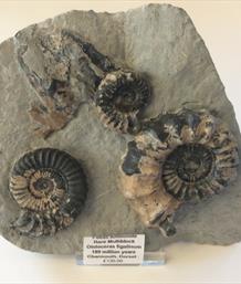 Ammonite  Oistoceras figulinum small mulit-block Charmouth Dorset fossils4sale