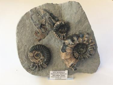 Ammonite  Oistoceras figulinum small mulit-block Charmouth Dorset  fossils4sale