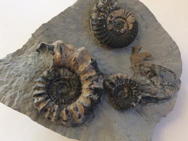 Ammonite  Oistoceras figulinum small mulit-block Charmouth Dorset  fossils4sale